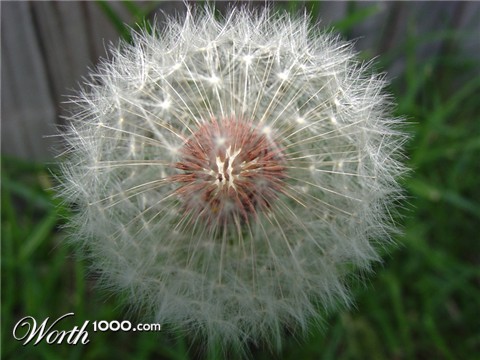 Photography by msfrigyfrog