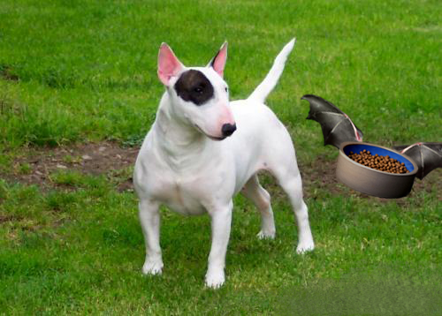 Photoshop-Design von wushaolin für DesignCrowd (Community Contests) | Design #8945892