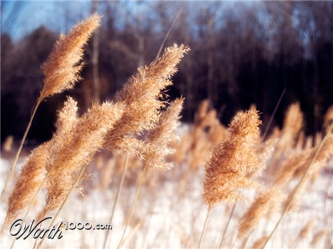 Photography by krissygirl