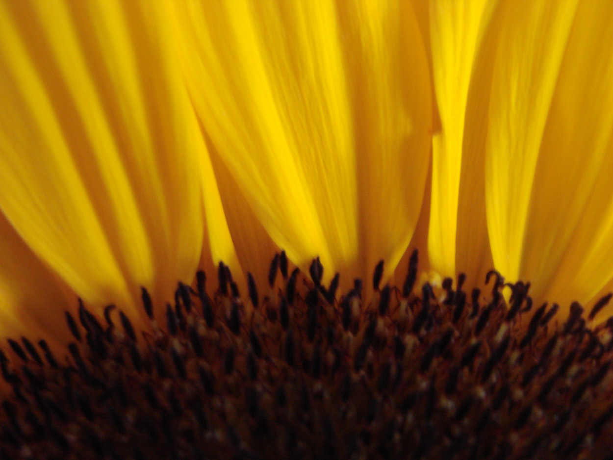 Photography by XxafroxX for DesignCrowd (Community Contests) | Design #8946991