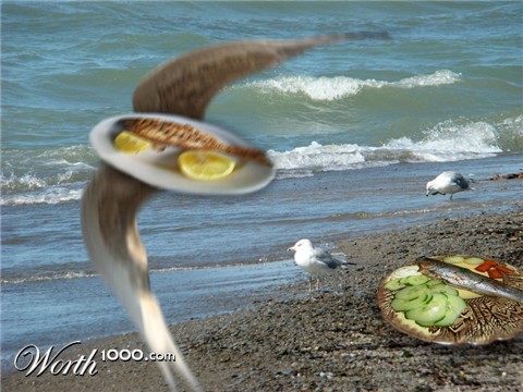 Photoshop Design by janefrog