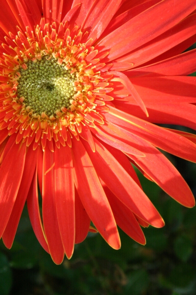 Photography by TheTyzo for DesignCrowd (Community Contests) | Design #8951569