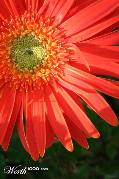 Photography by TheTyzo