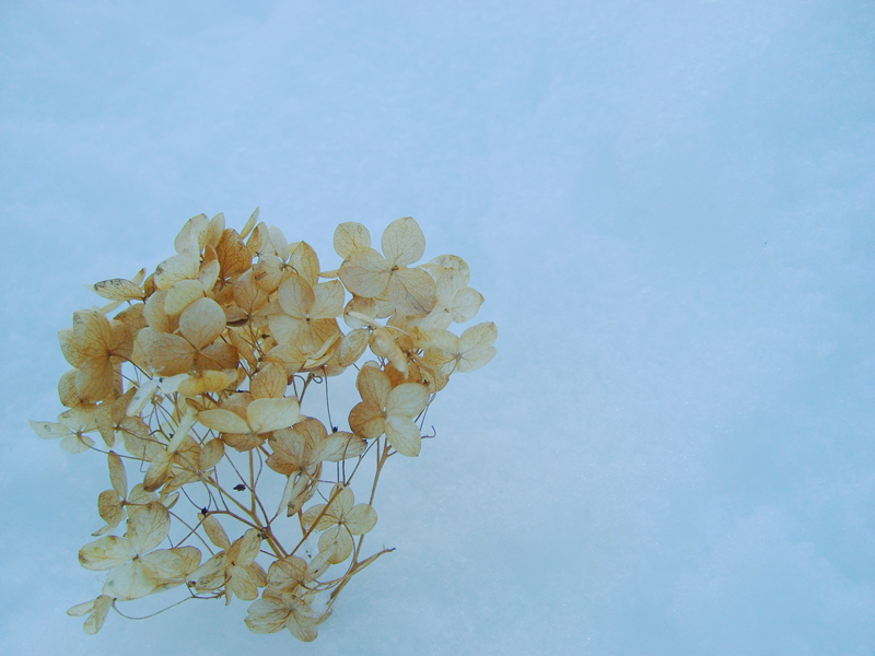 Photographie par tropicalbear pour DesignCrowd (Community Contests) | Design #8947010