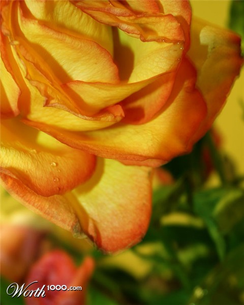 Photography by damixgirl