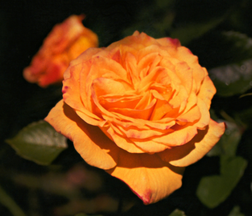 Photography by marcopolo23 for DesignCrowd (Community Contests) | Design #8951496