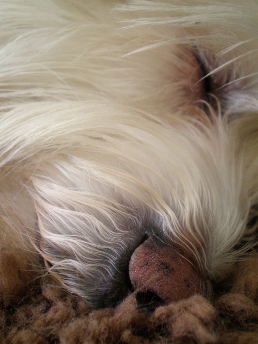 Fotografie von ikbenheelerglief für DesignCrowd (Community Contests) | Design #8947033