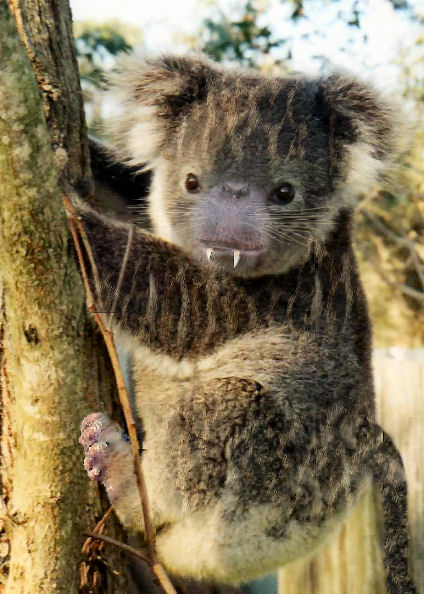 Photoshop Design by MissDoLL for DesignCrowd (Community Contests) | Design #8949681