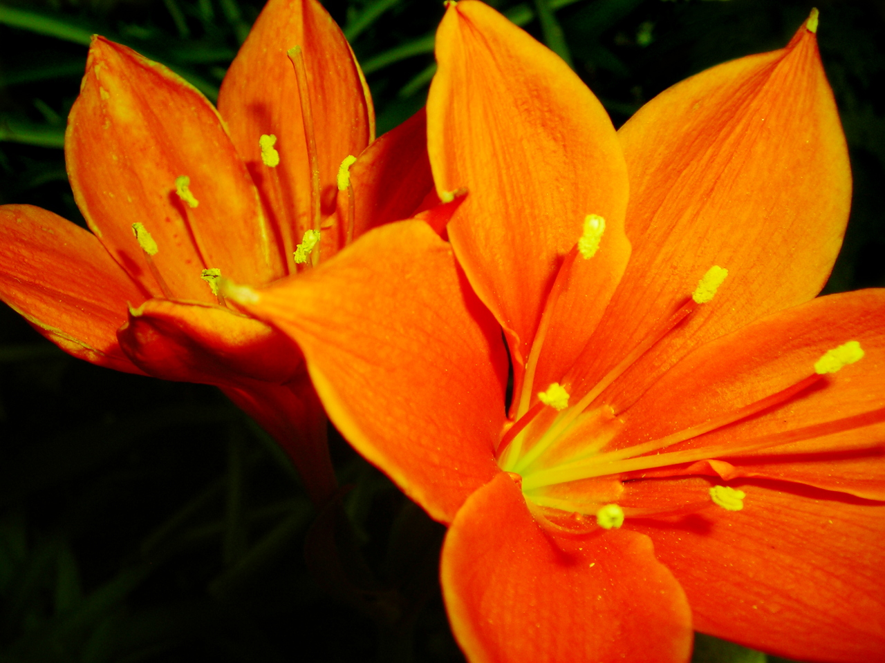 Fotografie von Fraxav für DesignCrowd (Community Contests) | Design #8951682