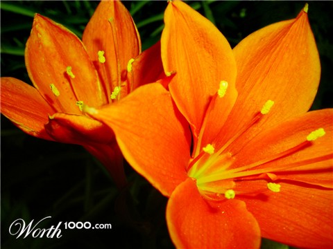 Photography by Fraxav