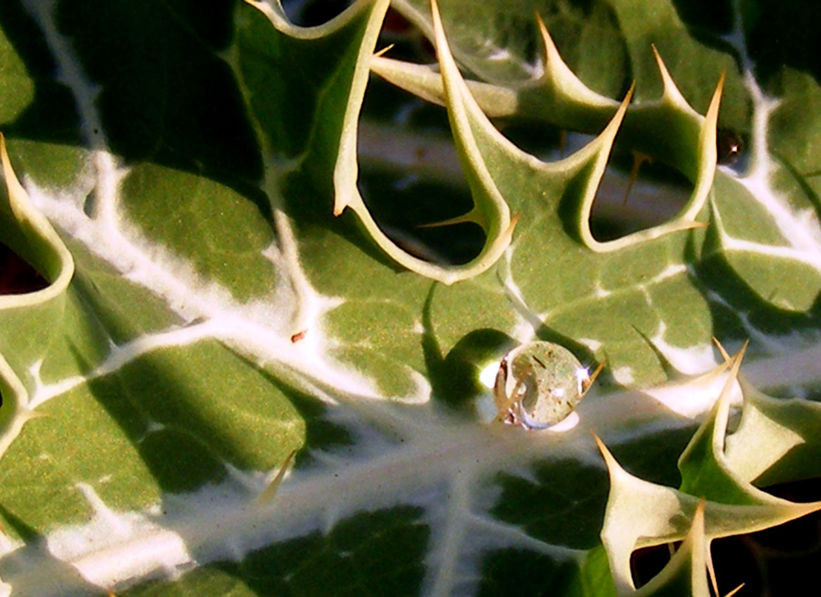 Photography by siddheshsg for DesignCrowd (Community Contests) | Design #8949992