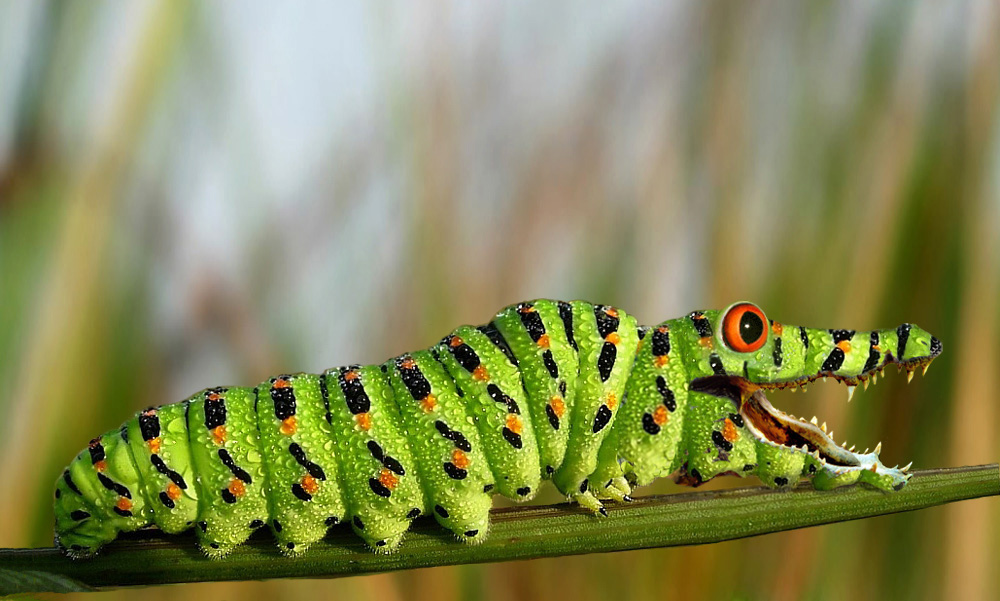 Diseño de Photoshop por macwithfries para DesignCrowd (Community Contests) | Diseño #8949701