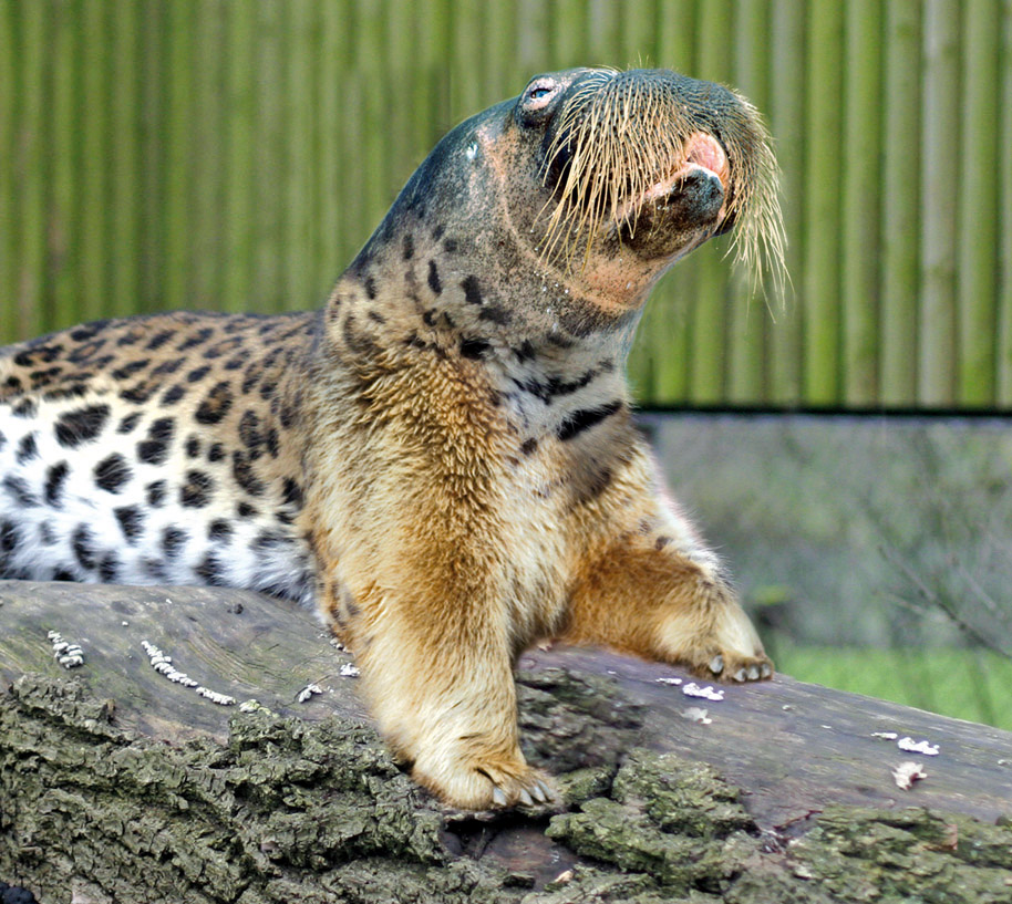 Diseño de Photoshop por DeLaars para DesignCrowd (Community Contests) | Diseño #8949822