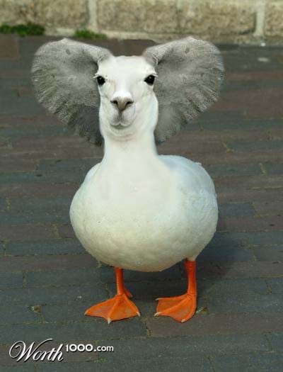 Photoshop Design by Asrayia