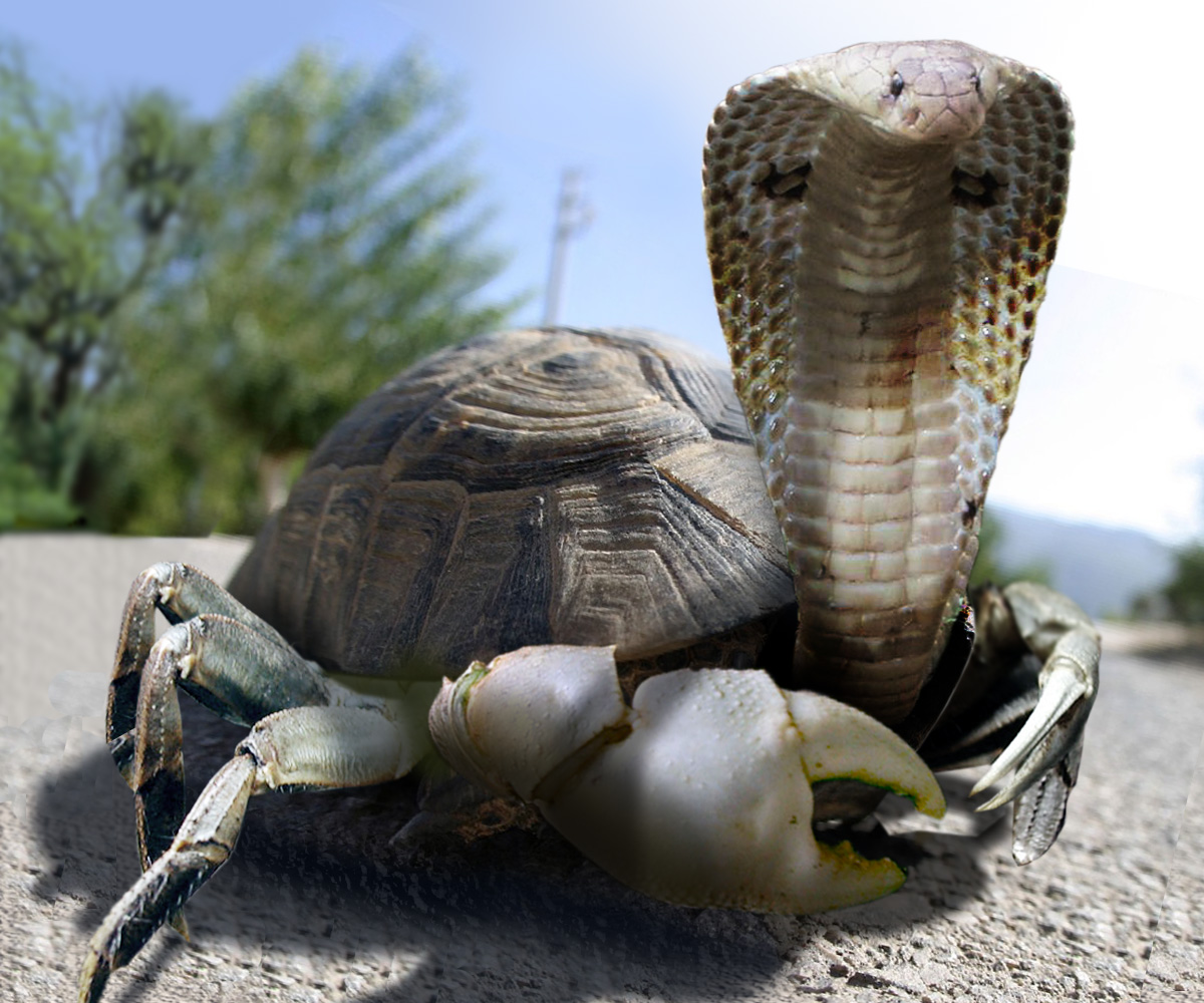 Photoshop Design by dhantez for DesignCrowd (Community Contests) | Design #8949839