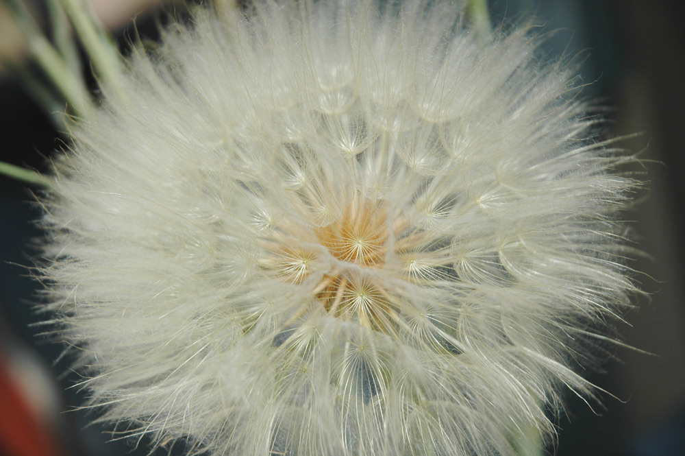 Fotografía por Larvice para DesignCrowd (Community Contests) | Diseño #8947025