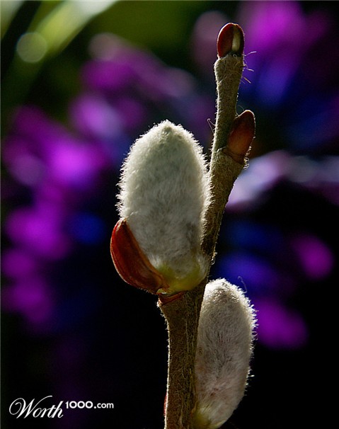 Photography by Francoise