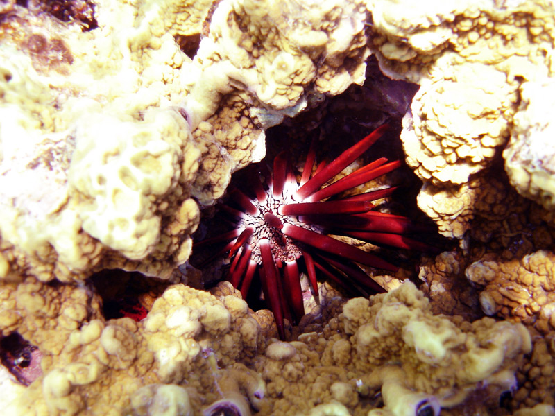 Photographie par mangoslushy pour DesignCrowd (Community Contests) | Design #8947947