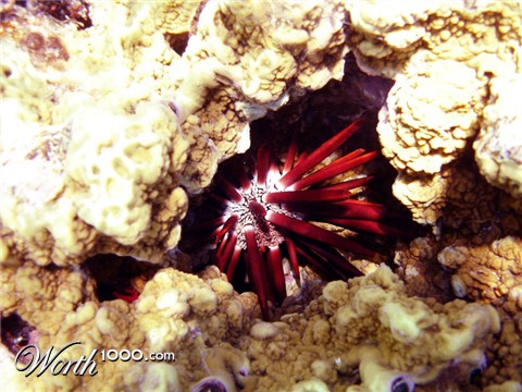 Photography by mangoslushy