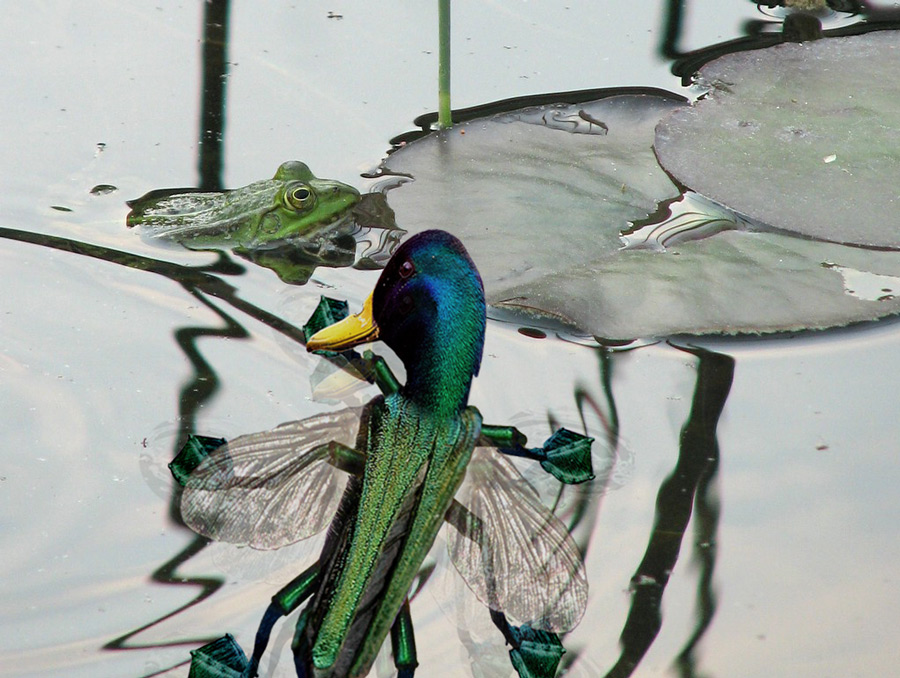 Photoshop Design by snakebit for DesignCrowd (Community Contests) | Design #8949856