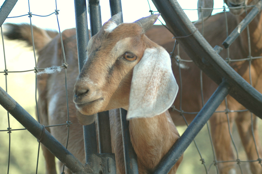 Fotografía por Larvice para DesignCrowd (Community Contests) | Diseño #8947951