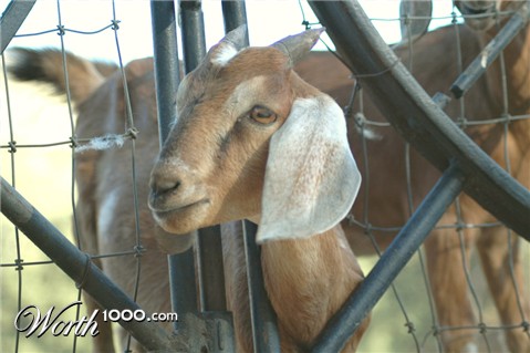 Photography by Larvice