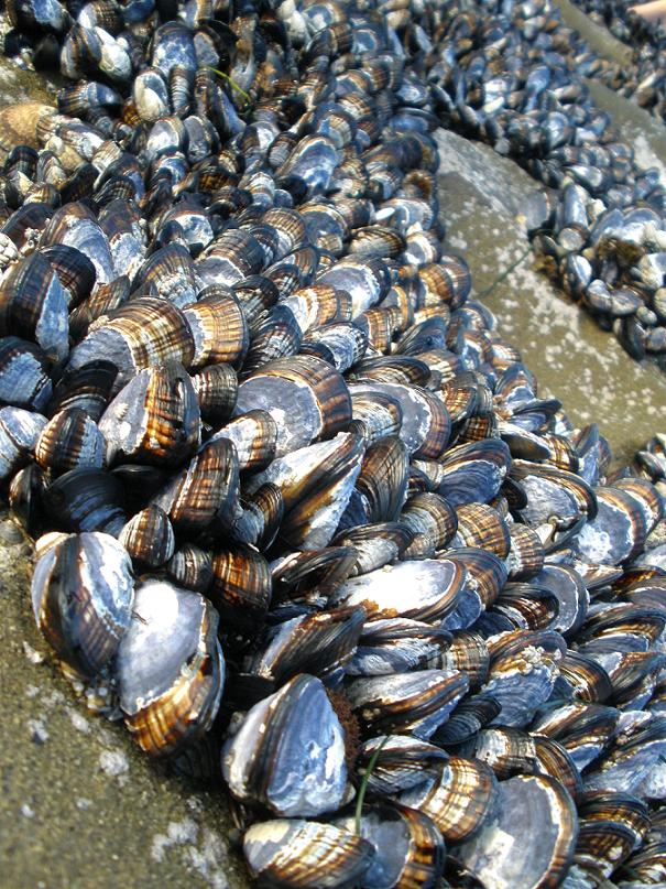 Photography by bestpicturesever for DesignCrowd (Community Contests) | Design #8947268