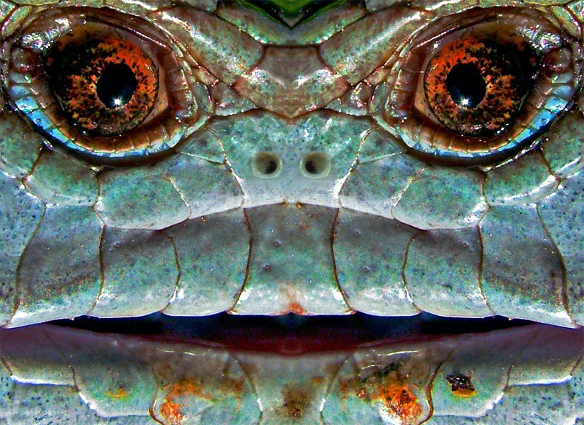 Photoshop Design by ozplasmic for DesignCrowd (Community Contests) | Design #8948599