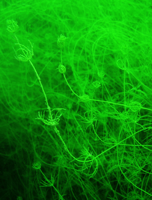 Photographie par mangoslushy pour DesignCrowd (Community Contests) | Design #8947092