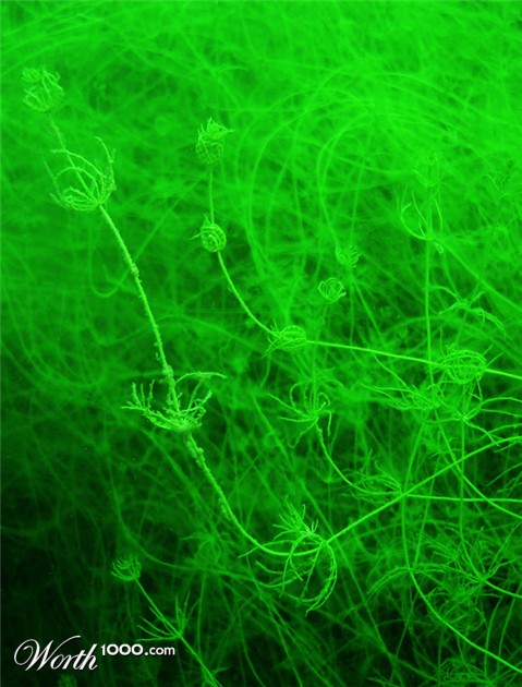 Photography by mangoslushy