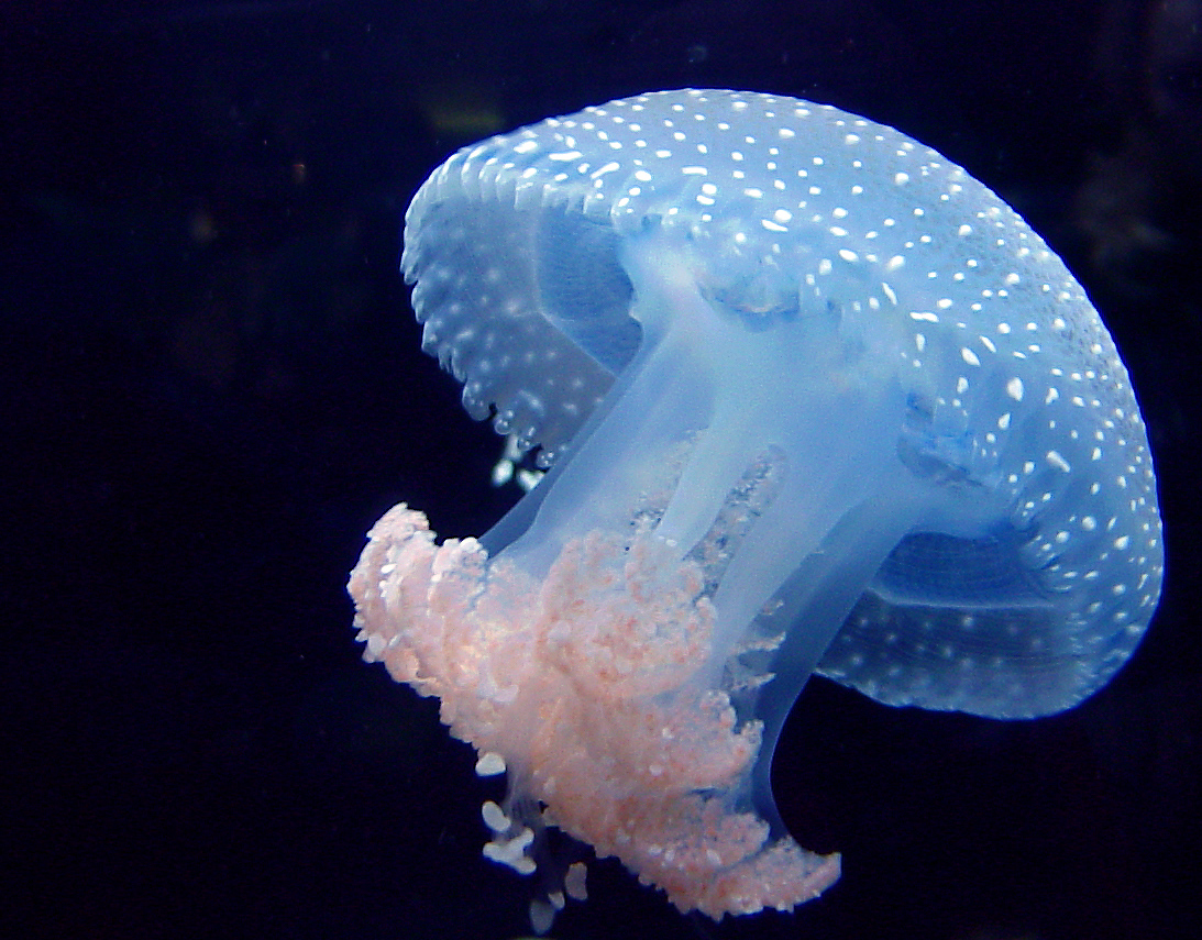 Photography by lunaryuna for DesignCrowd (Community Contests) | Design #8947300