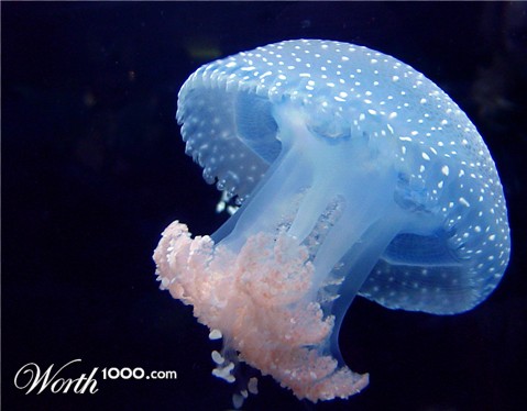 Photography by lunaryuna