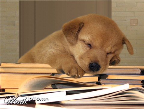 Photoshop Design by Zebulba76