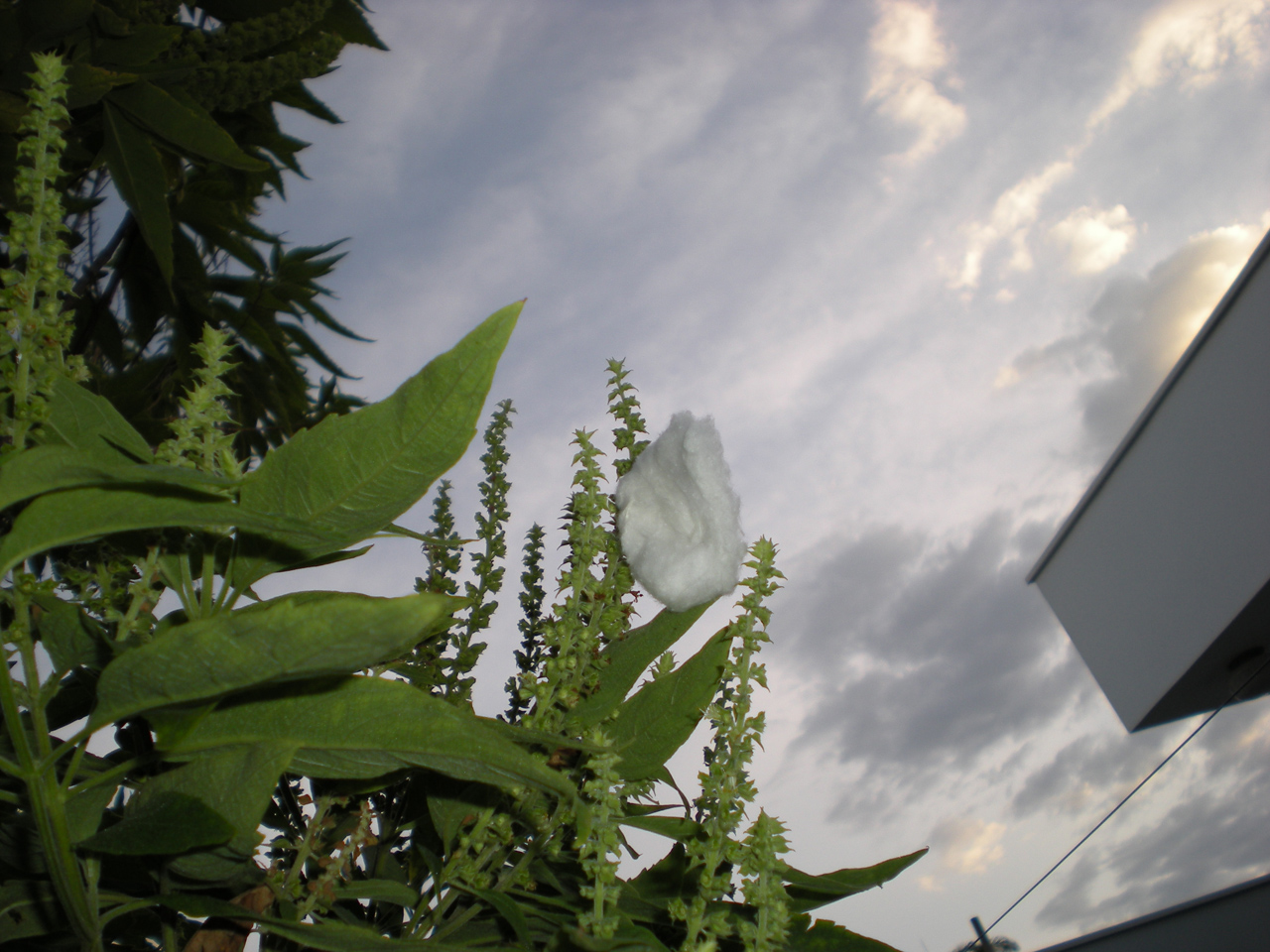 Photography by TRANSCENDENTalMAN for DesignCrowd (Community Contests) | Design #8947203