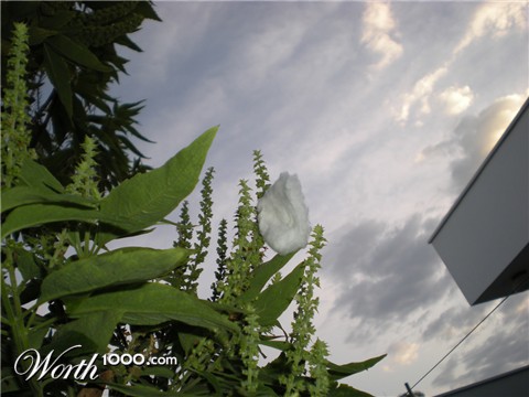 Photography by TRANSCENDENTalMAN