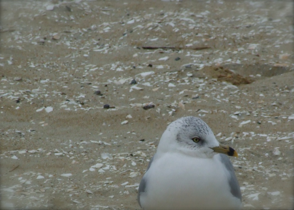 Photography by Audrey Kerchner for DesignCrowd (Community Contests) | Design #8947207