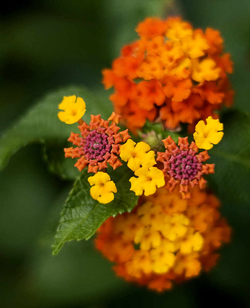 Fotografie von Rhiannonsmommy für DesignCrowd (Community Contests) | Design #8947120