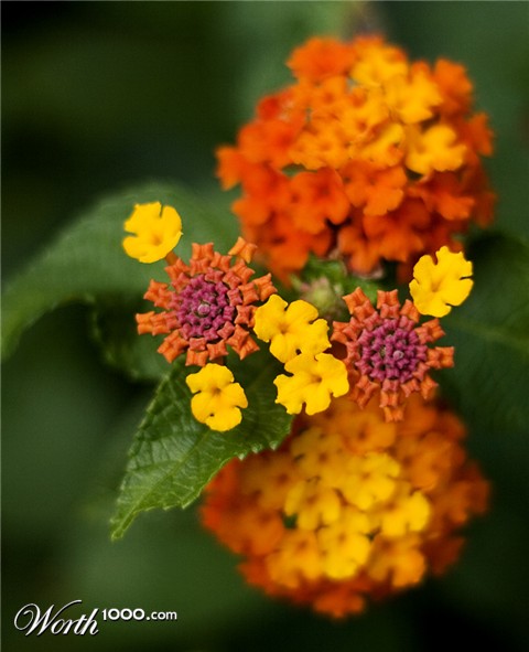 Photography by Rhiannonsmommy