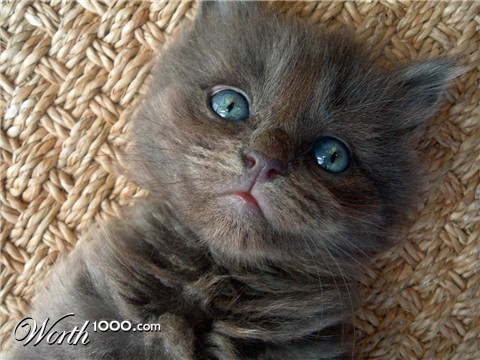 Photography by heidiinc