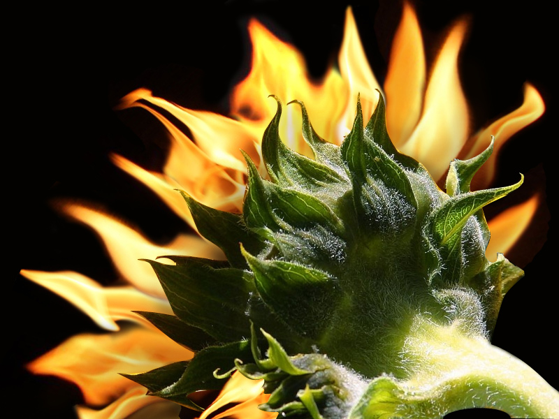 Design Photoshop par GeshaR pour DesignCrowd (Community Contests) | Design #8941616