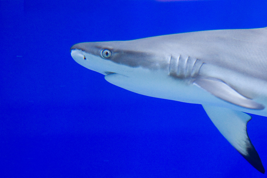 Photographie par suram8456 pour DesignCrowd (Community Contests) | Design #8947345