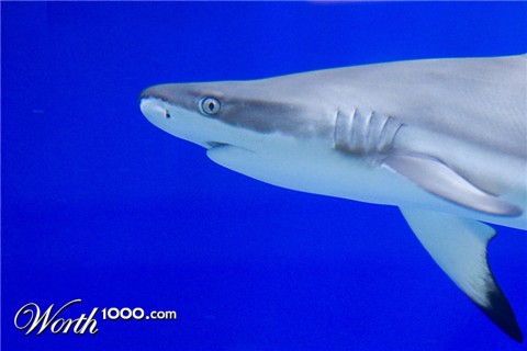 Photography by suram8456