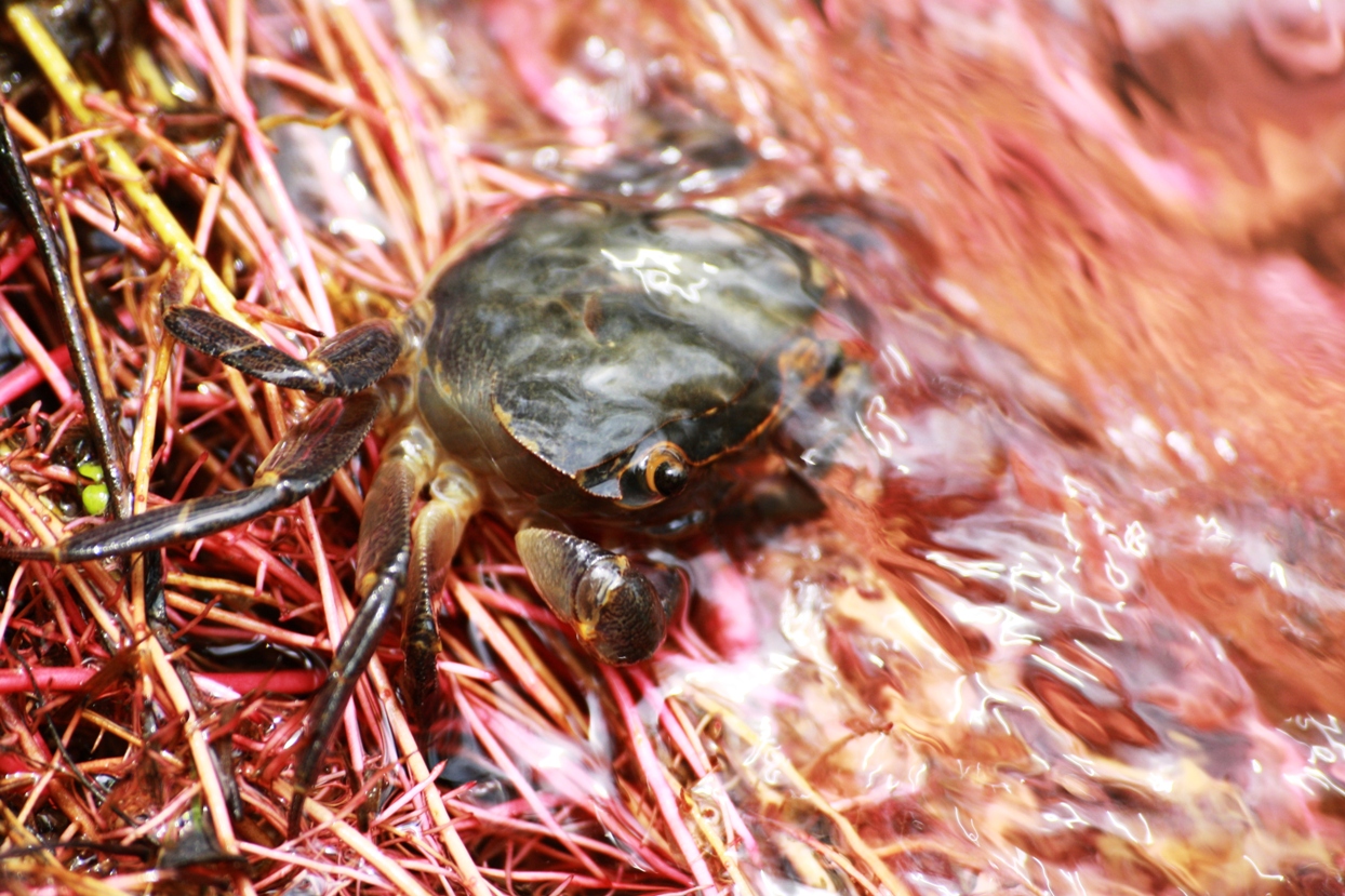 Fotografie von ConQuisTaDor für DesignCrowd (Community Contests) | Design #8947304