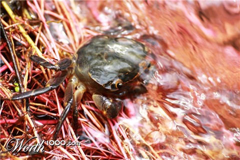 Photography by ConQuisTaDor