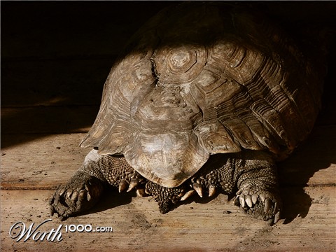 Photography by lunaryuna