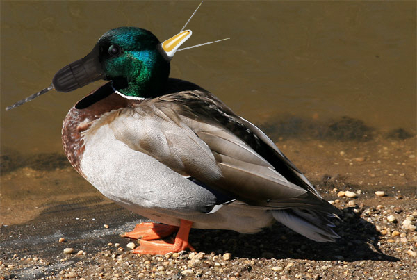 Photoshop Design by Plobafob for DesignCrowd (Community Contests) | Design #8947725