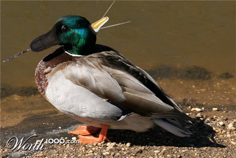 Photoshop Design by Plobafob