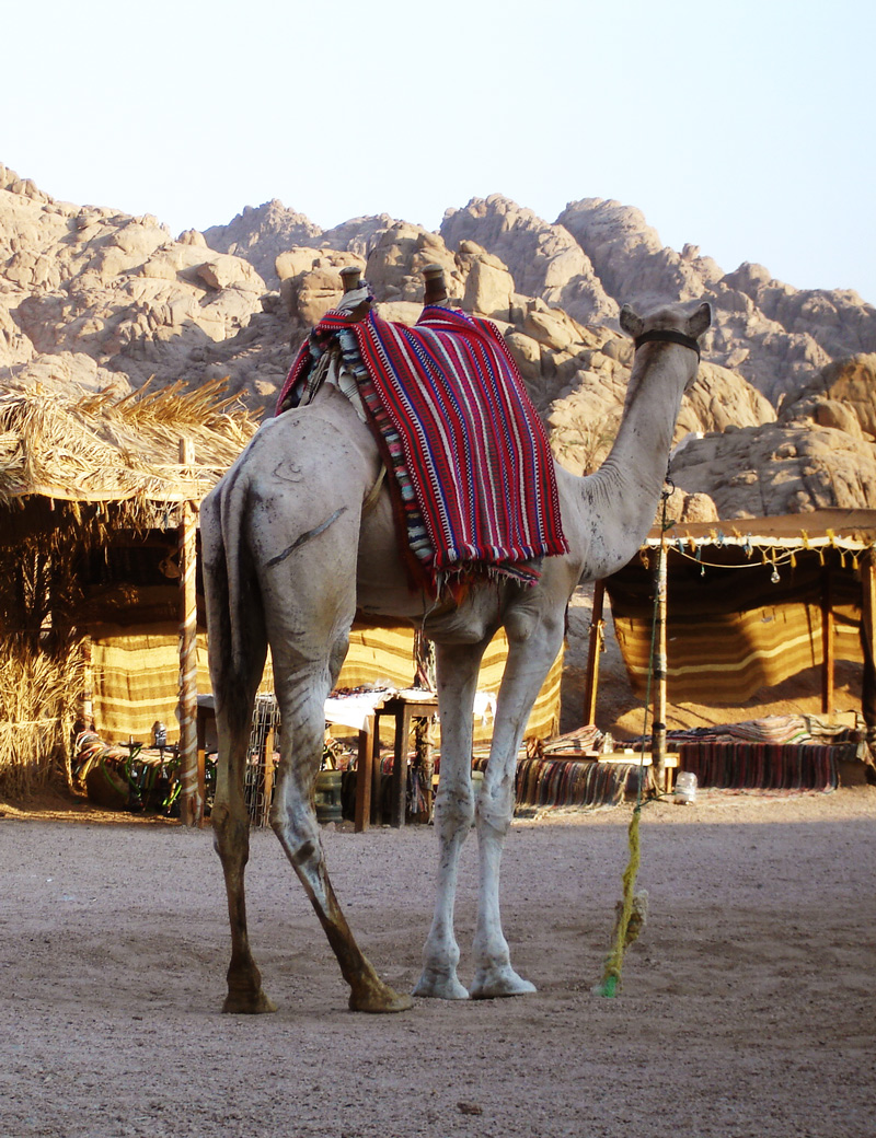 Photography by mangoslushy for DesignCrowd (Community Contests) | Design #8950408