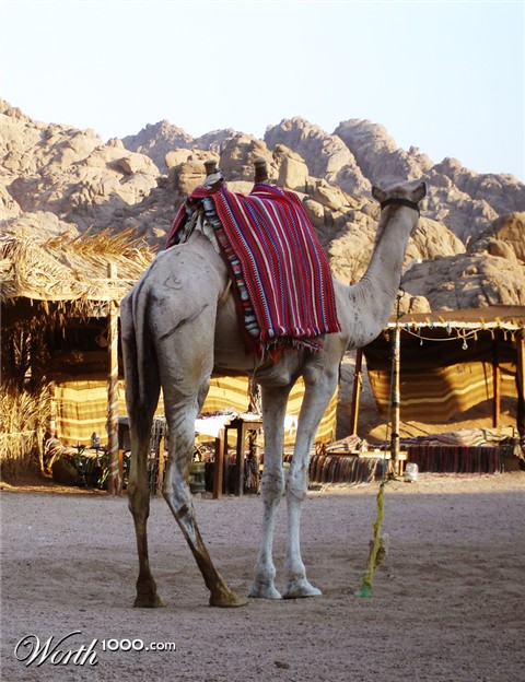 Photography by mangoslushy