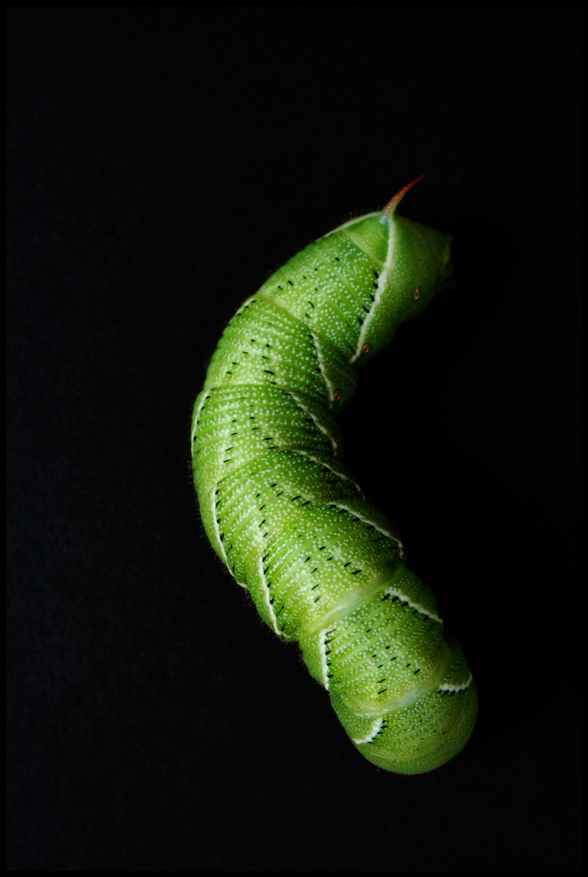 Photographie par heidiinc pour DesignCrowd (Community Contests) | Design #8950445